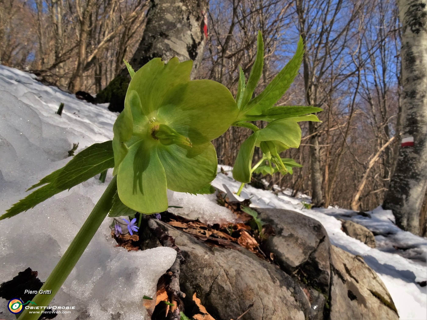 54 Ellebori verdi (Helleborus viridis) si fanno spazio tra la neve.JPG